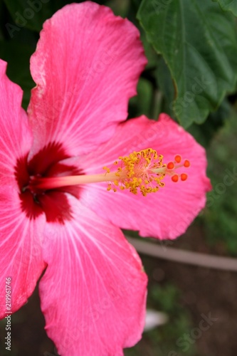 hibiscus pink close-up