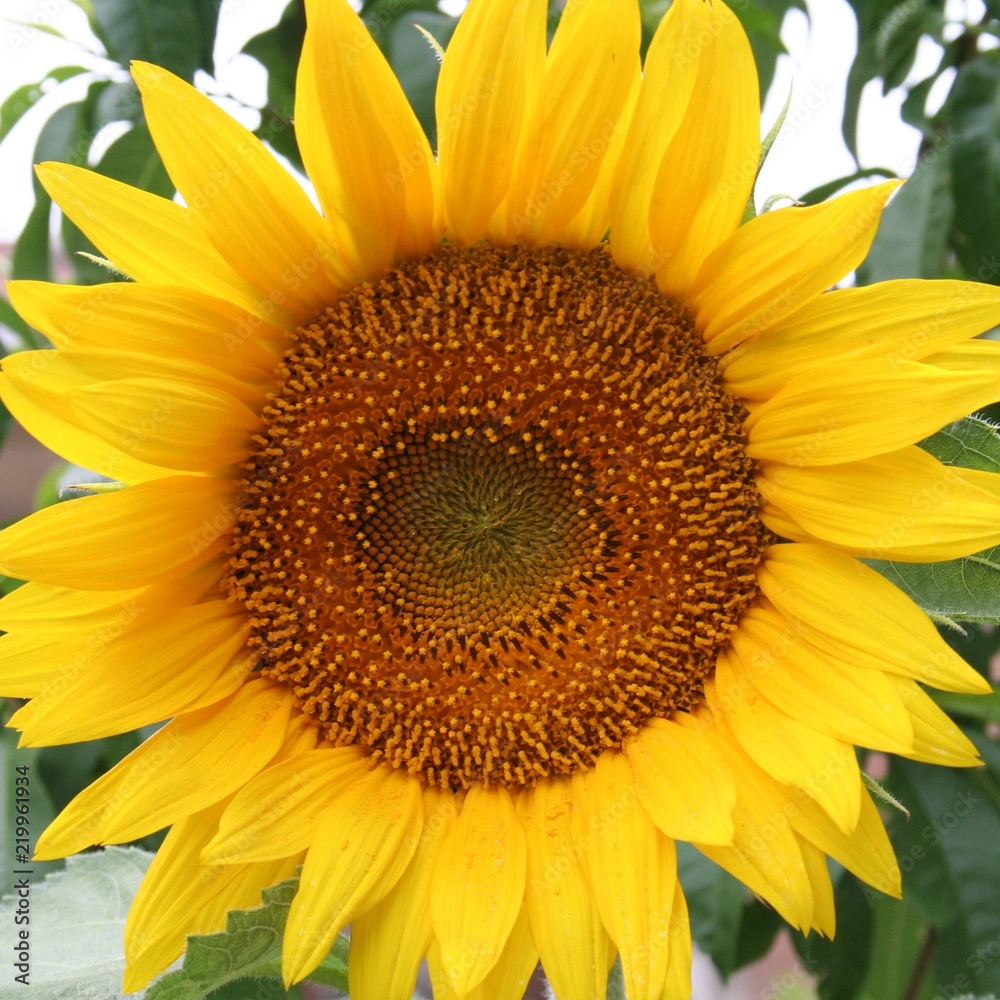 Obraz premium Sun Flower
