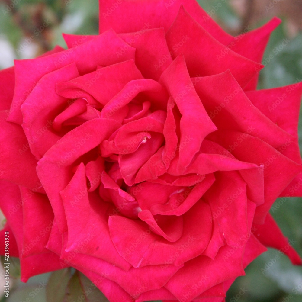 The Rose The Rose