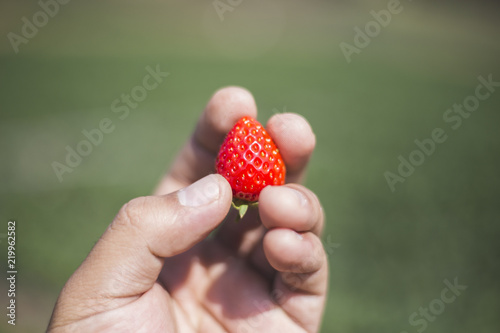 Strawberry is in the hands of the owners of the garden.