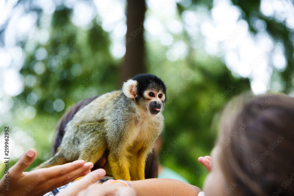 Obraz premium Squirrel monkey