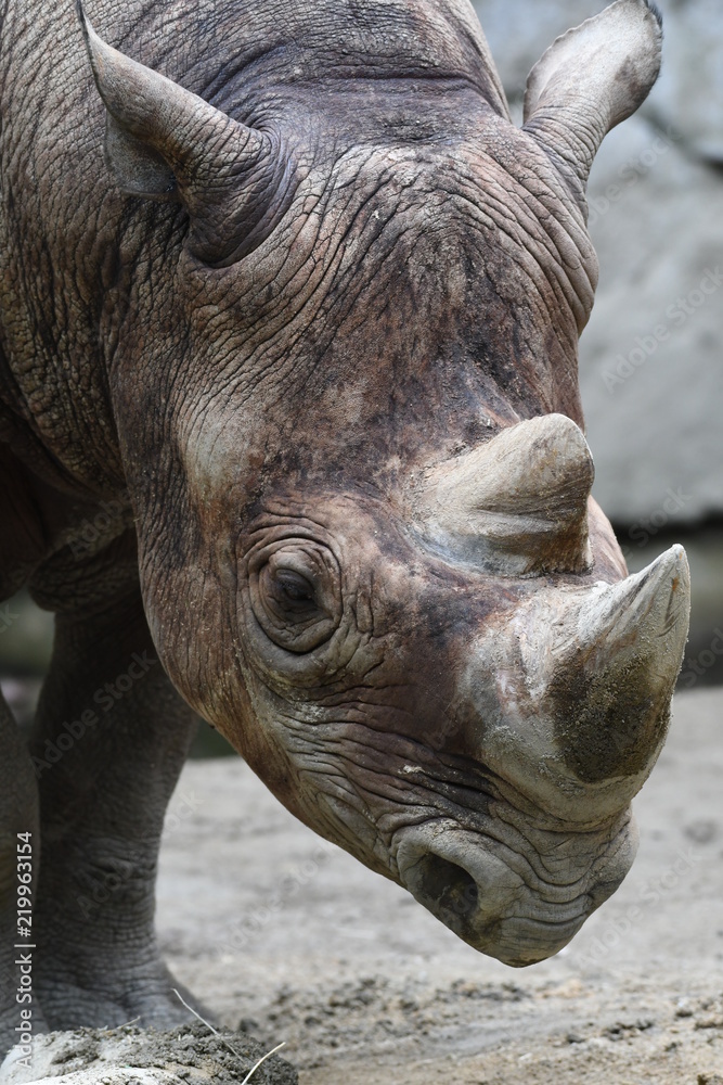 Obraz premium Czarny Sai