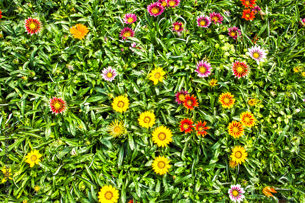 Bright floral background, a lot of beautiful Gazania flowers