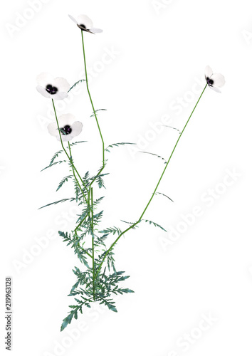 Fototapeta Naklejka Na Ścianę i Meble -  3D Rendering White Poppy Flowers on White