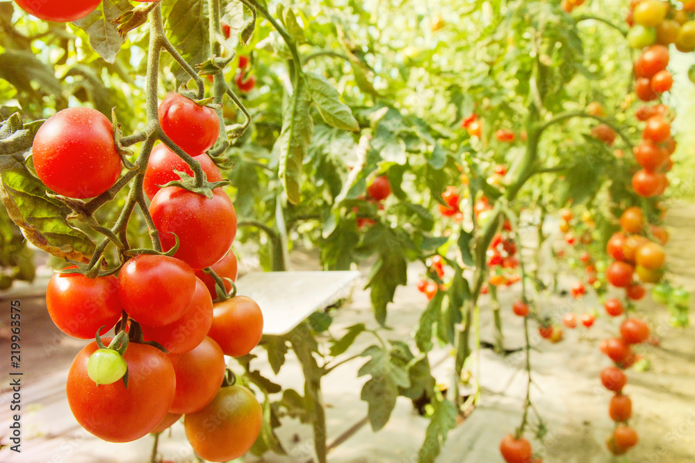 tomatoes grown in greenhouse conditions, tomato production on a large scale