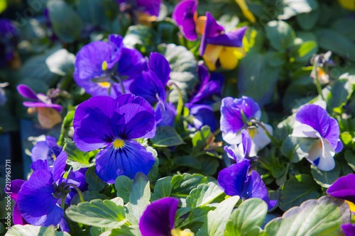 Bouquet di viole del pensiero 