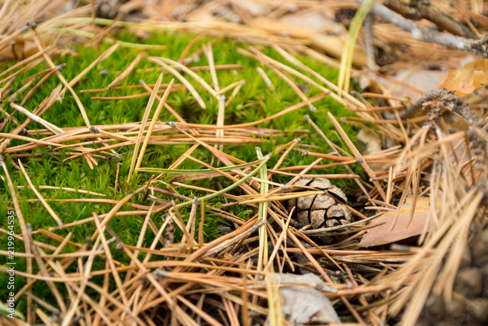 autumn background from green moss and last year's needles of a pine on him