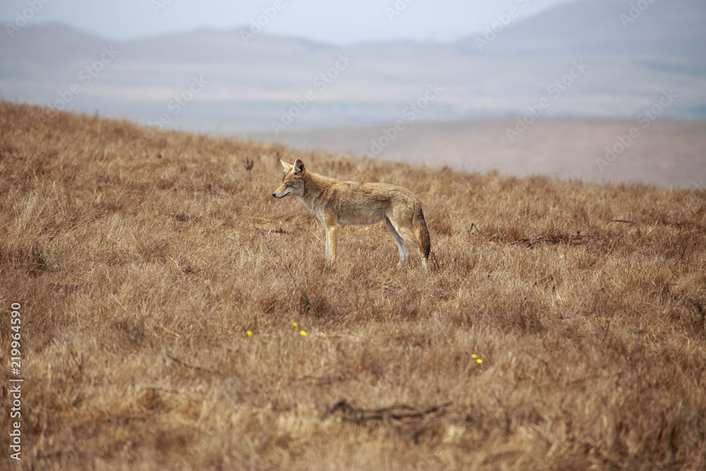 Coyote squints in sunlight on dry grassy hillside