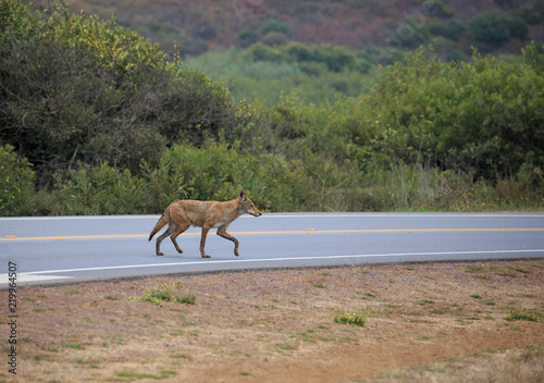 Wild coyote crossing rural two-lane road in Northern California photo