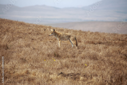 Coyote squints in sunlight on dry grassy hillside