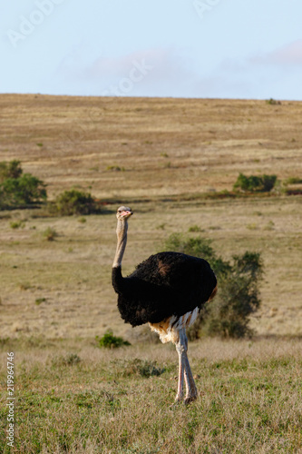 Inquisitive Ostrich twisting his body to look around