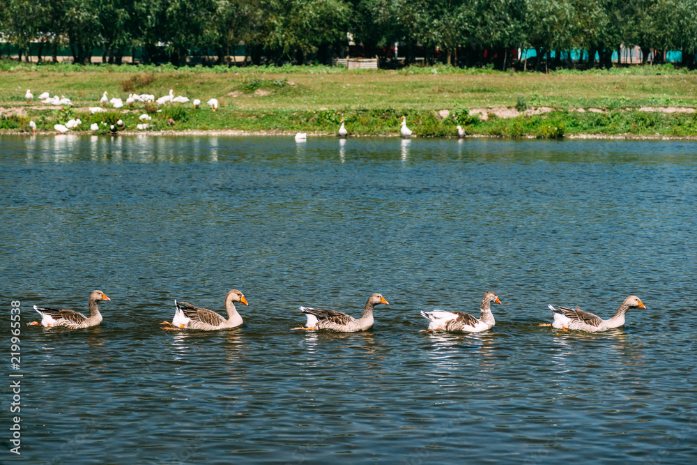 Fototapeta premium A beautiful flock of geese floats in the river. General view of the rural landscape.