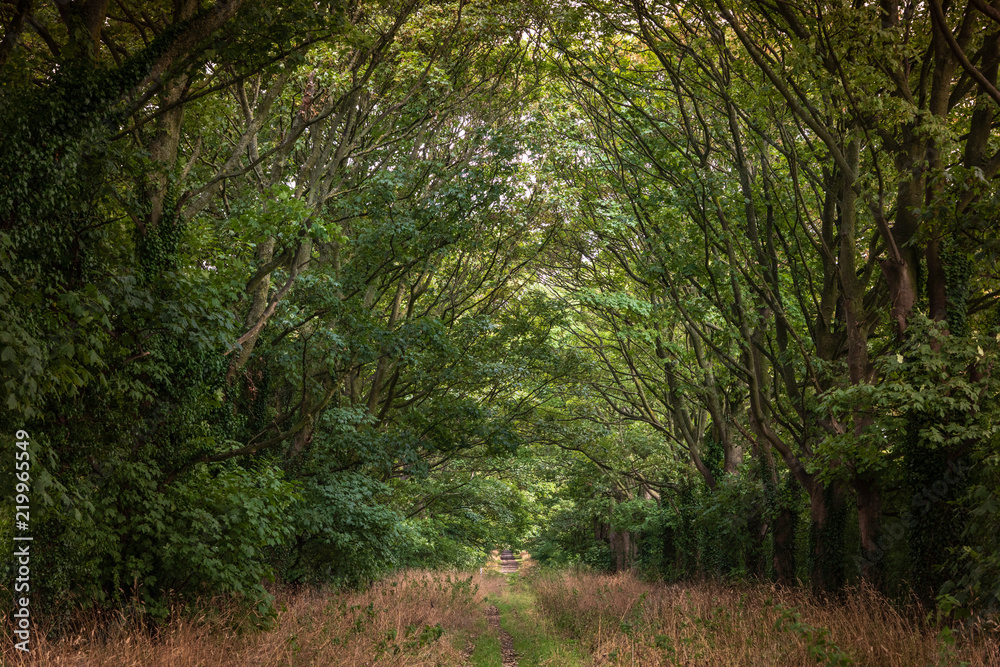 Naklejka premium Path in wood just before autumn UK