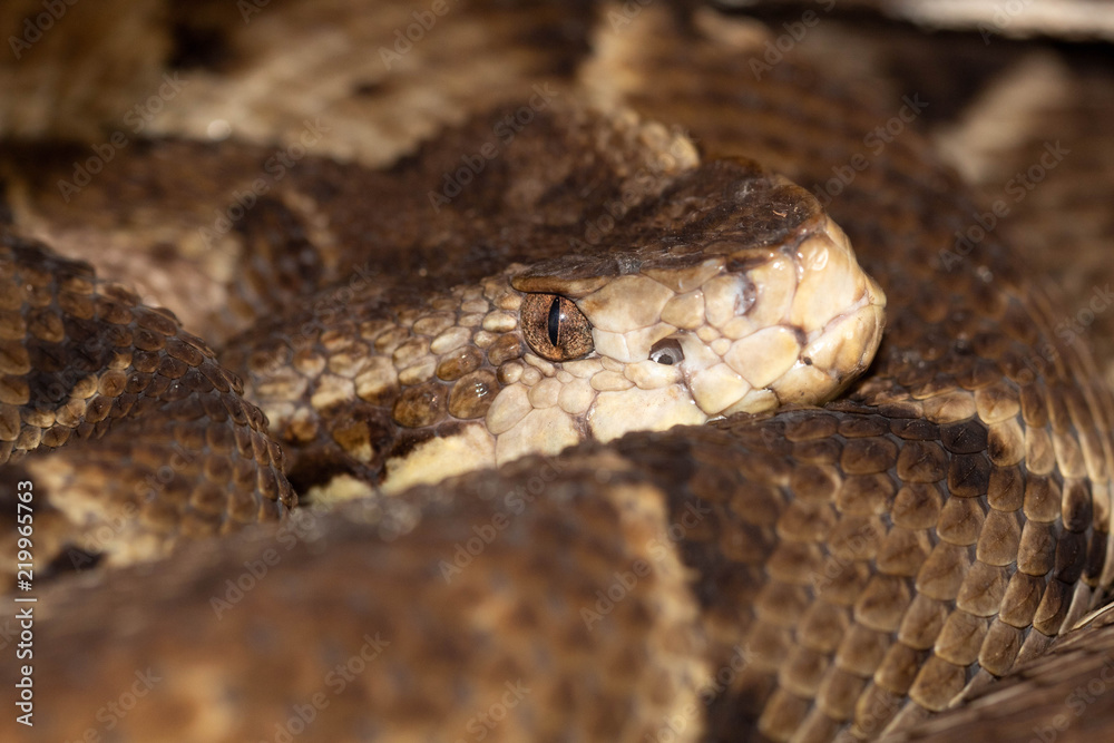 Amazon-lancehead (Bothrops atrox) Amazon-lancehead (Bothrops atrox)