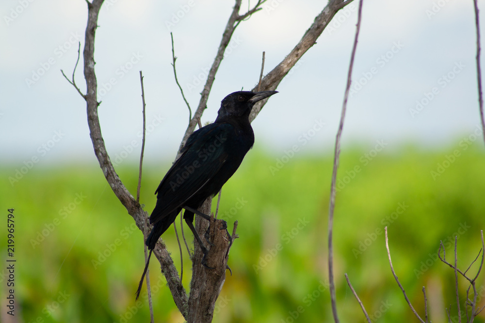 Obraz premium bird