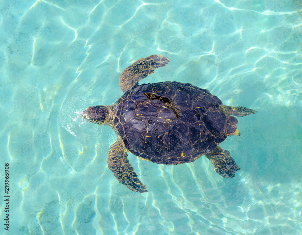 Fototapeta premium 水面近くを泳ぐアオウミガメ