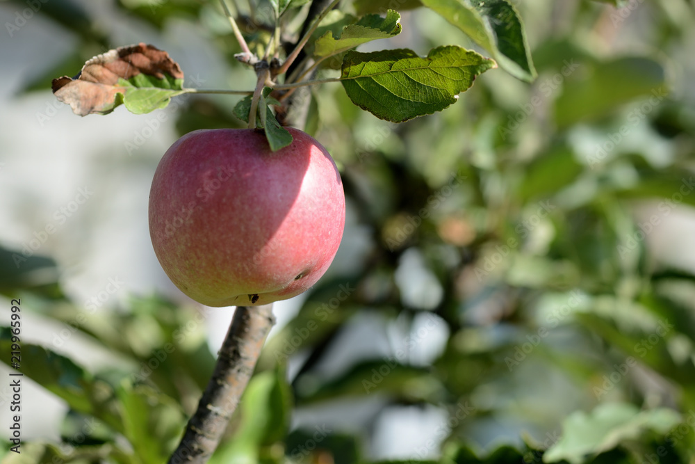 A ripe apple on a branch, lit by the evening sun in a summer garden A ripe apple on a branch, lit by the evening sun in a summer garden