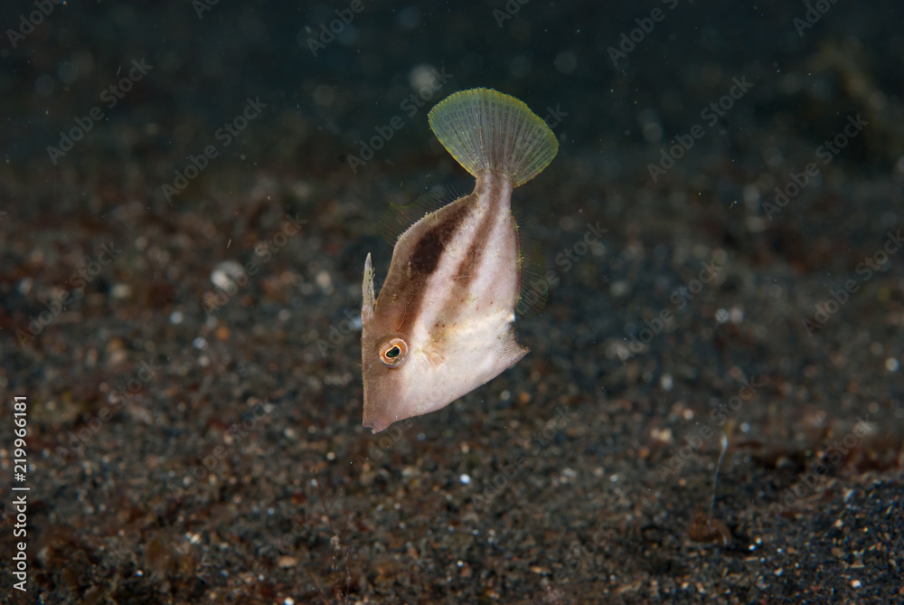 Obraz premium Striped Filefish