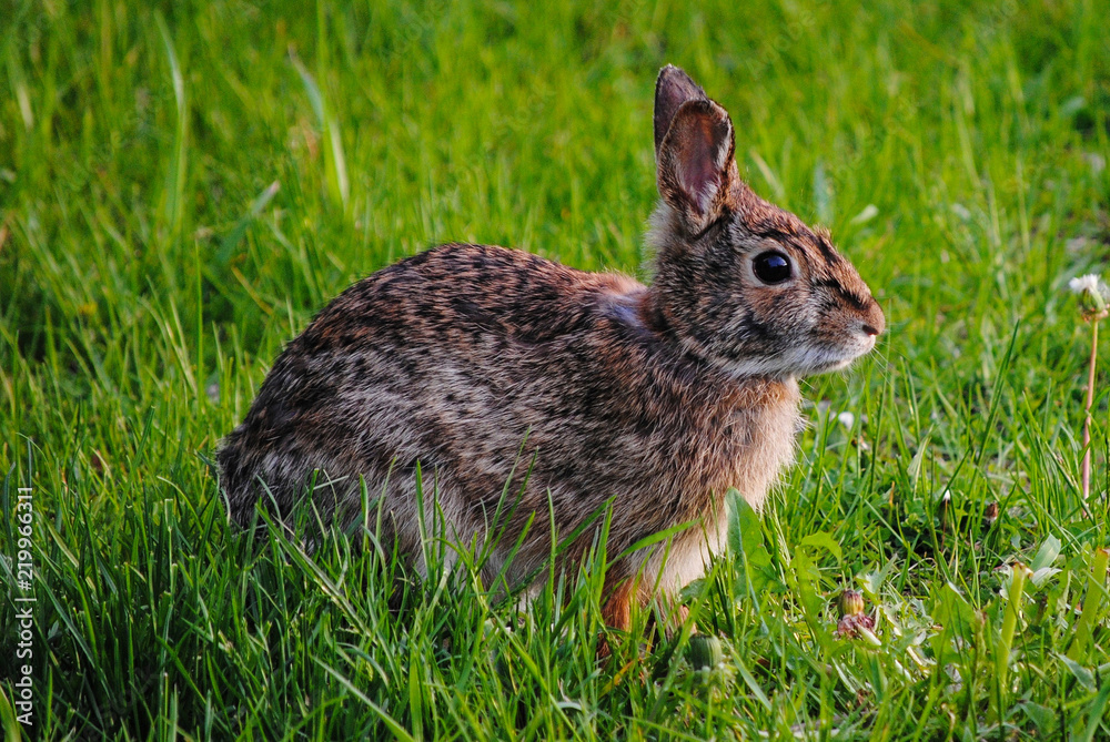 Fototapeta premium Bunny Rabbit in the Grass
