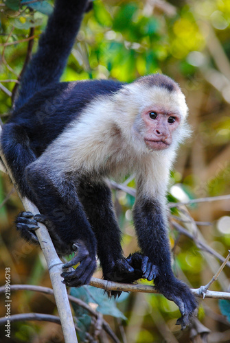 White Faced Cappuchin Monkey Standing on some Branches