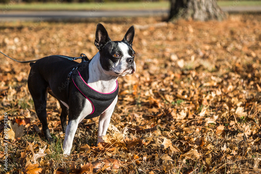 Boston Terrier Dog on a Leash, Outdoors, Facing the Sun with Copy Space