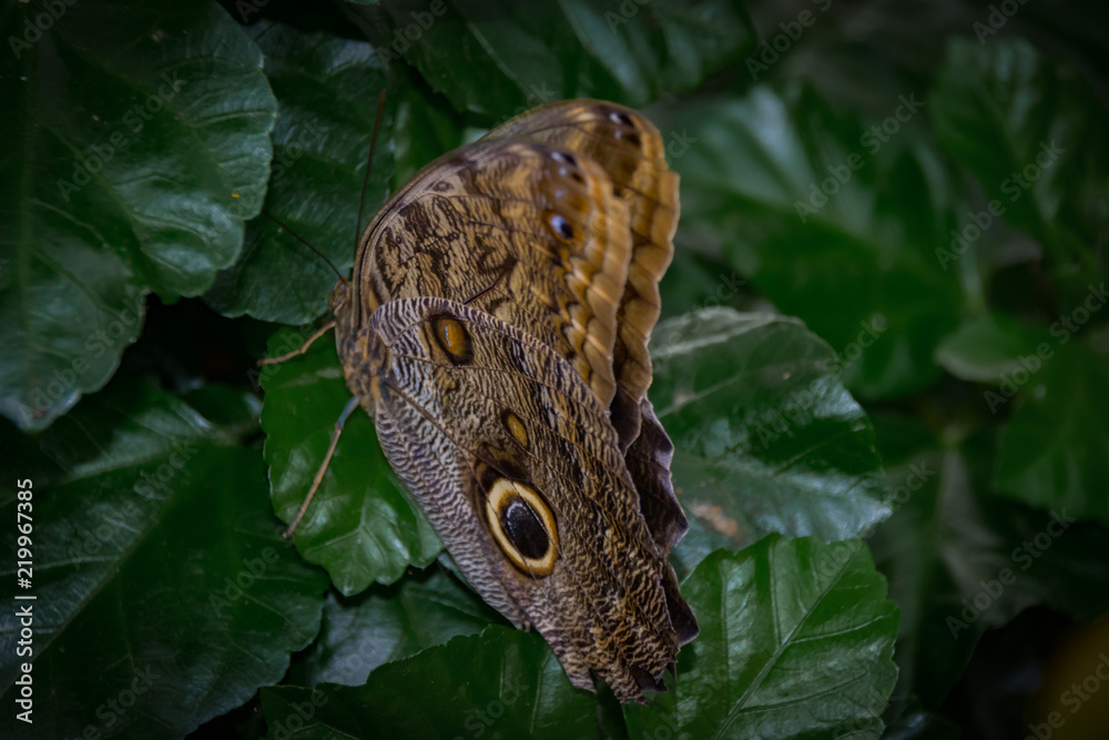 Fototapeta premium Papillon