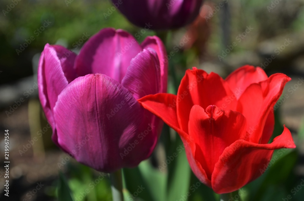 Naklejka premium red and purple tulips in a garden
