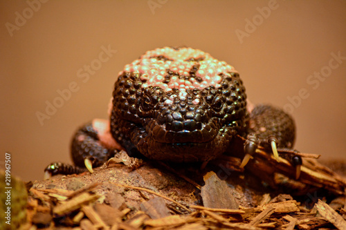 Gila Monster Looking at you Over a ledge