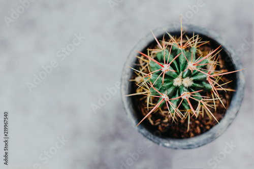 Potted cactus house plant on grey background. Detailed image with grey background