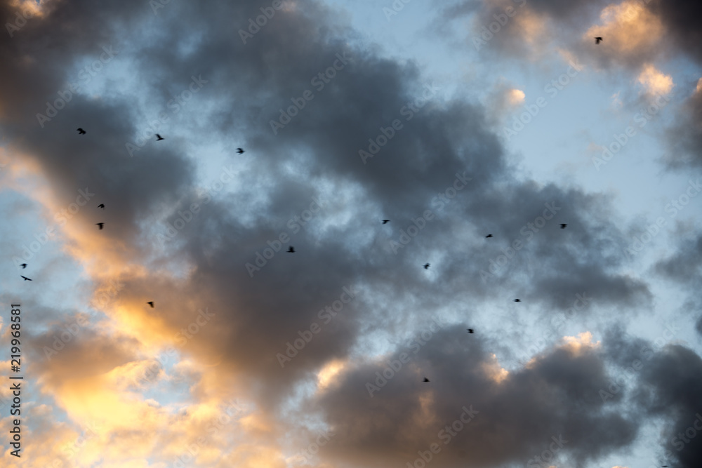 Vogelschwarm vor Wolken - Sonnenuntergang