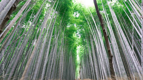 京都嵐山(Kyoto Arashiyama)