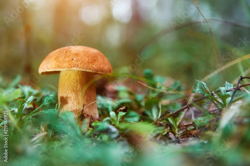 Cep Mushroom Growing in Autumn Forest. Boletus. Mushroom picking © svetlanaz