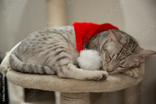 Foto Cat ocicat in Christmas with red hat, peacefully sleeping on his own place