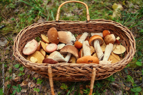 Mushrooms in a wicker basket. Forest gifts