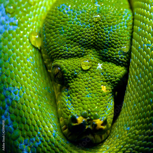 Closeup of a Green Tree Python with Water Droplets
