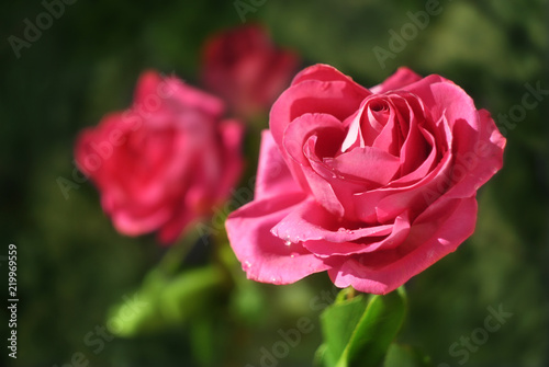 Beautiful pink rose on green leaf background. Growing in the garden. Close-up  