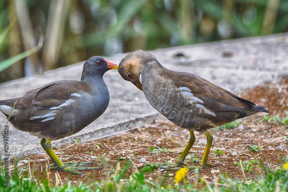 Obraz premium parade amoureuse 