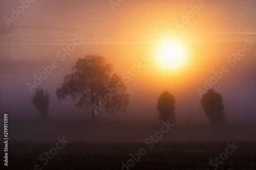 Sunrise with tree silhouettes in fog