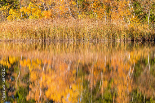 Forest lake with reeds and water reflections in autumn