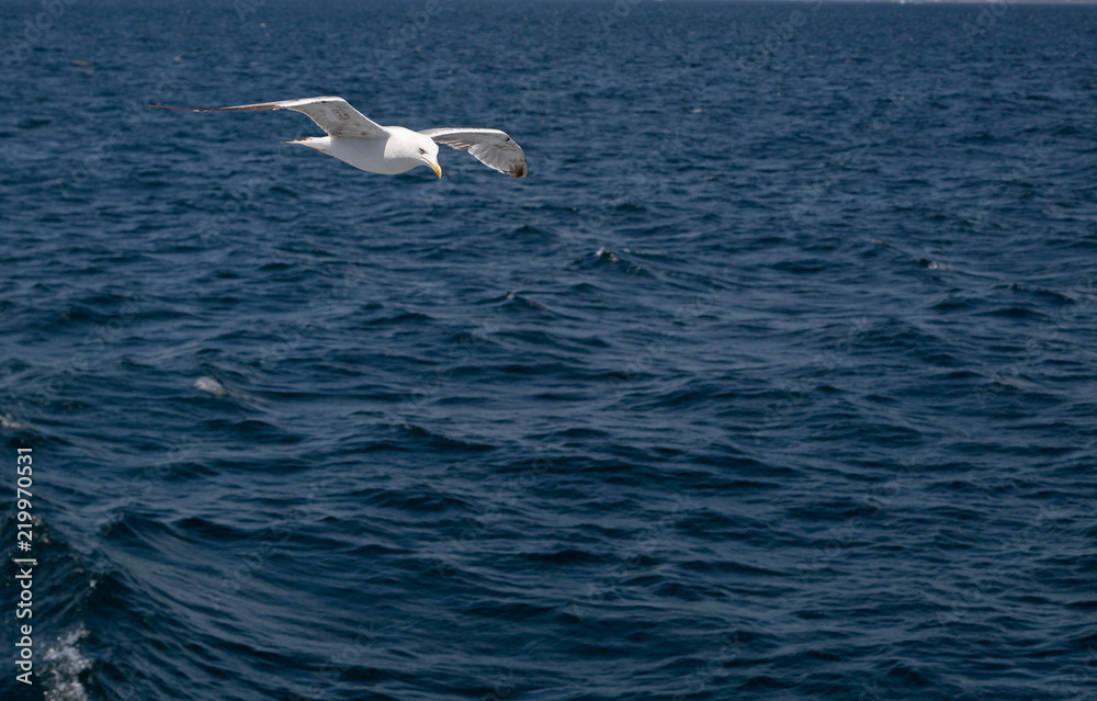 Istanbul gulls flying over marmara sea Istanbul gulls flying over marmara sea