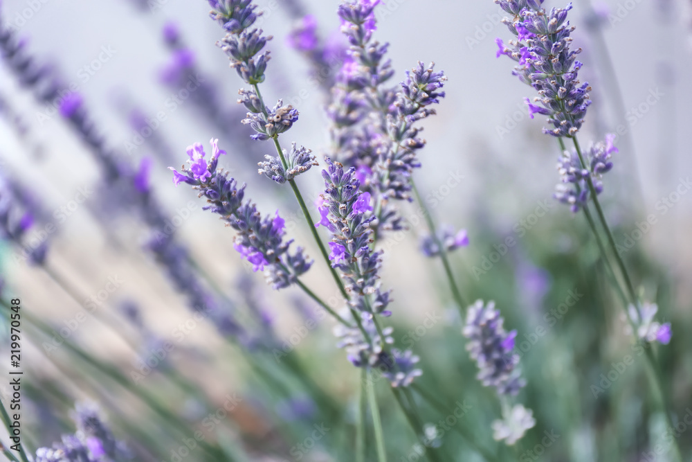Fototapeta premium Beautiful blooming lavender outdoors, closeup