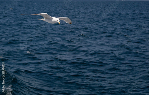 Istanbul gulls flying over marmara sea