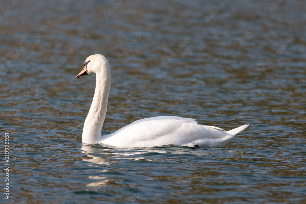 Höckerschwan Höckerschwan