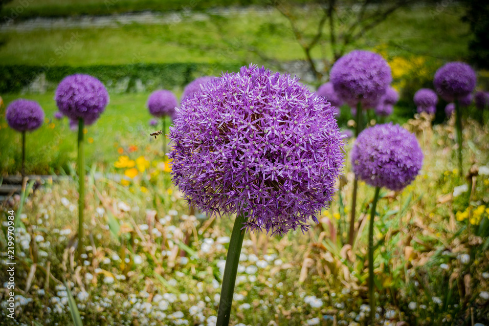 Flower Power.. Flower Power..