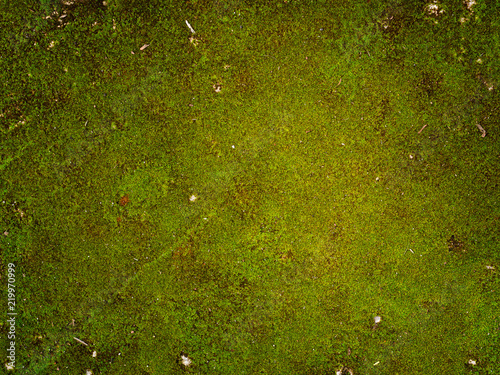 Moss texture. Moss background. .
