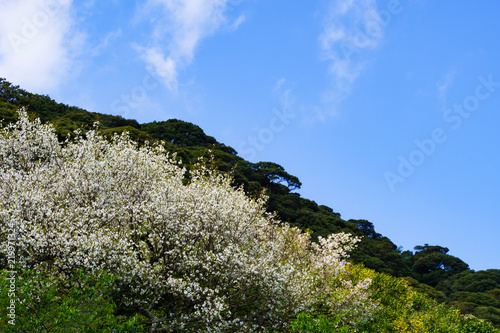 [東京都] 伊豆大島の大島桜（No.1060） photo