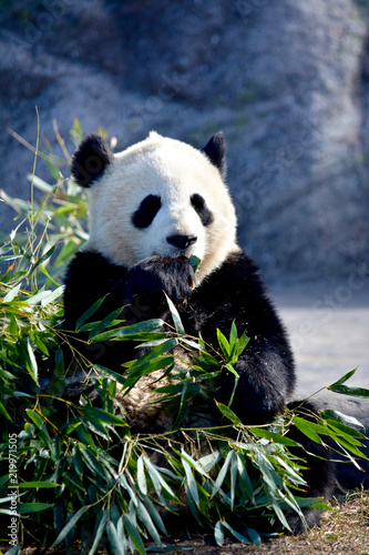 Giant Panda Bear Eating Bamboo Leaves