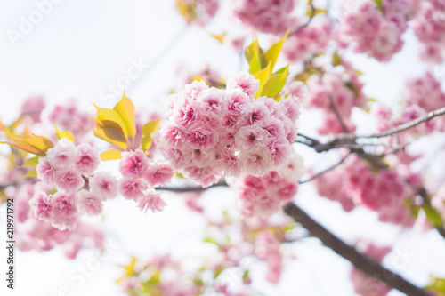 Soft focus Cherry Blossom or Sakura flower full boom on nature background © siwarit01