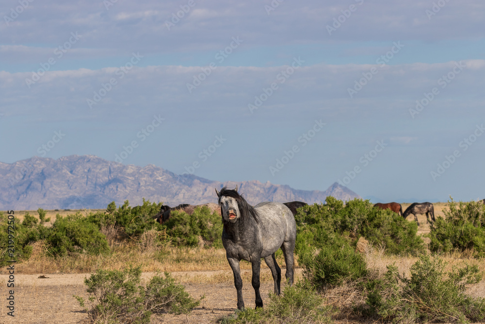 Fototapeta premium Wild Horse with a Funny Expression