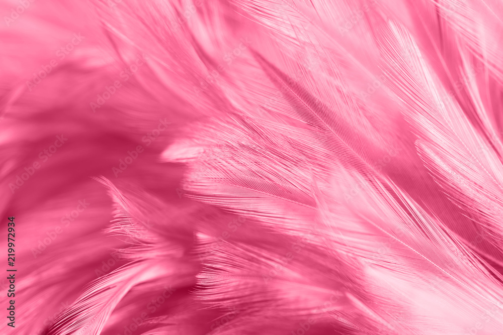 Pink chicken feathers in soft and blur style for the background